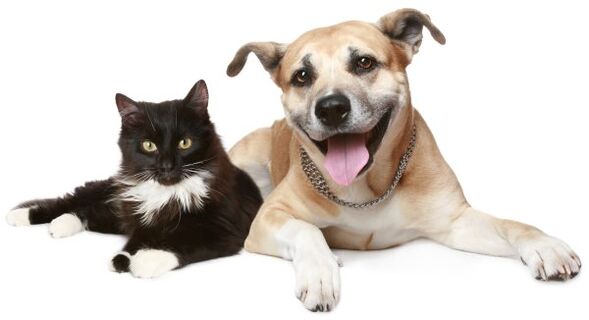 Tiere sind eine Quelle parasitärer Infektionen.