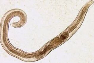 Parasiten eines Mannes mit Schnitten